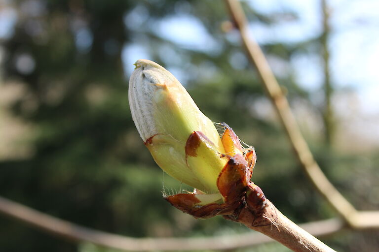 Rhododendron luteum knospig