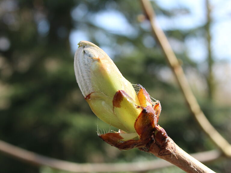 Rhododendron luteum knospig