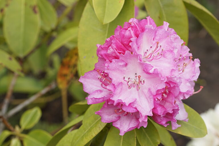 Rhododendron Rosa Millenium