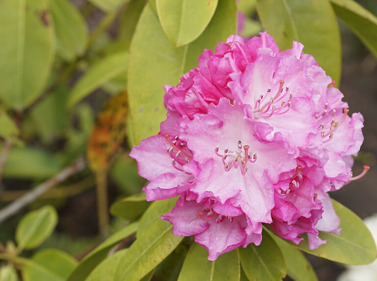 Rhododendron Rosa Millenium