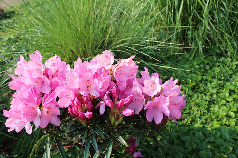 Rhododendron 'Graziella'