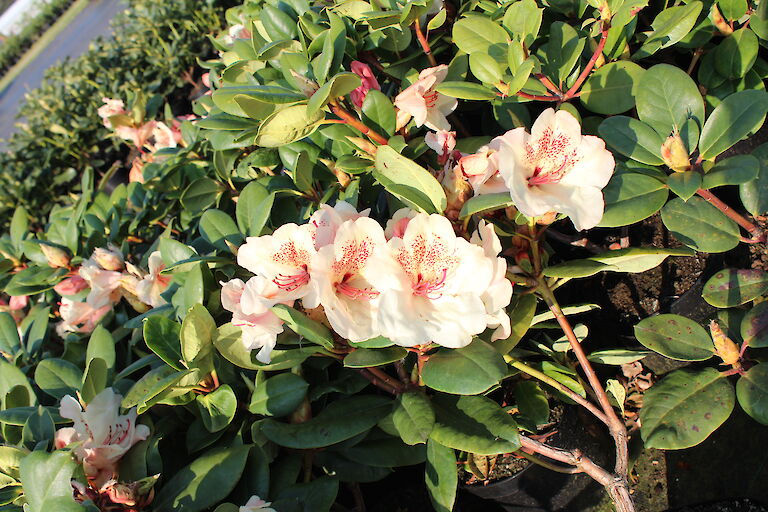 Rhododendron Viscy