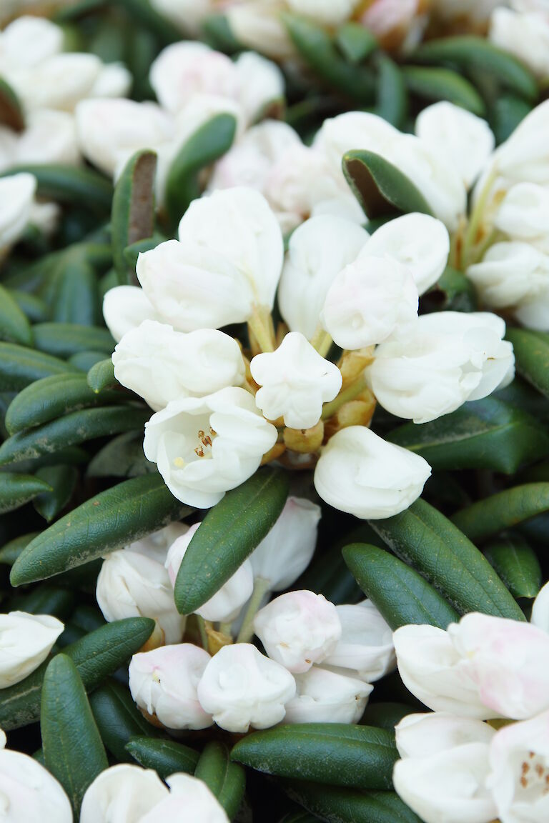 Rhododendron yakushimanum 'Koichiro Wada'