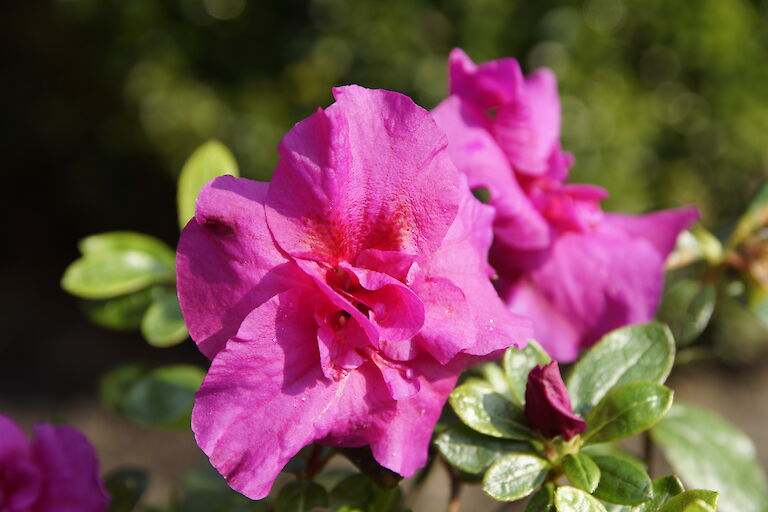 Rhododendron obtusum lilapink