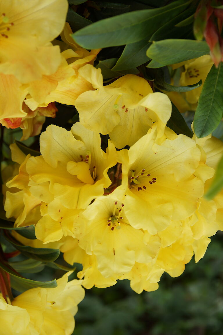 Rhododendron Golden Everest