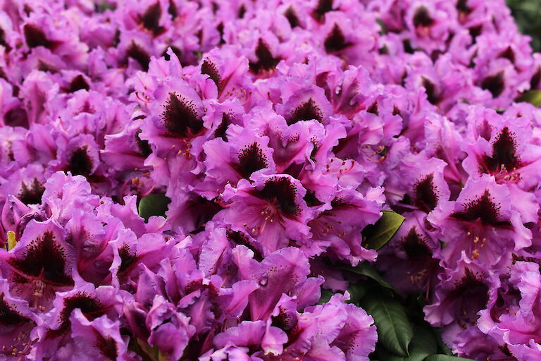 Rhododendron 'Graal-Müritz'