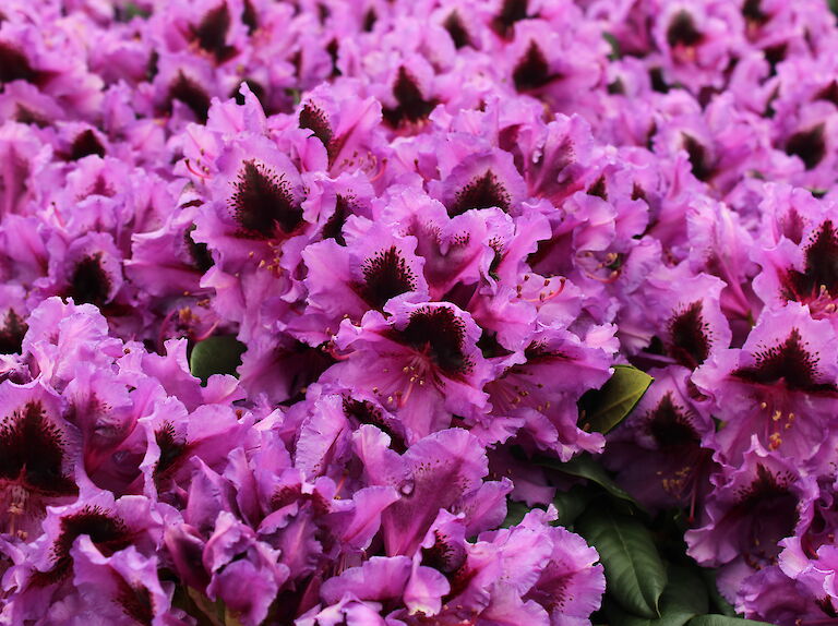 Rhododendron 'Graal-Müritz'