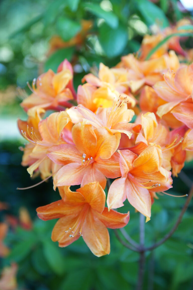 Rhododendron luteum orange