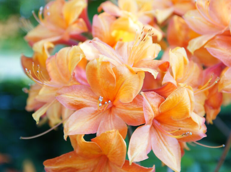 Rhododendron luteum orange