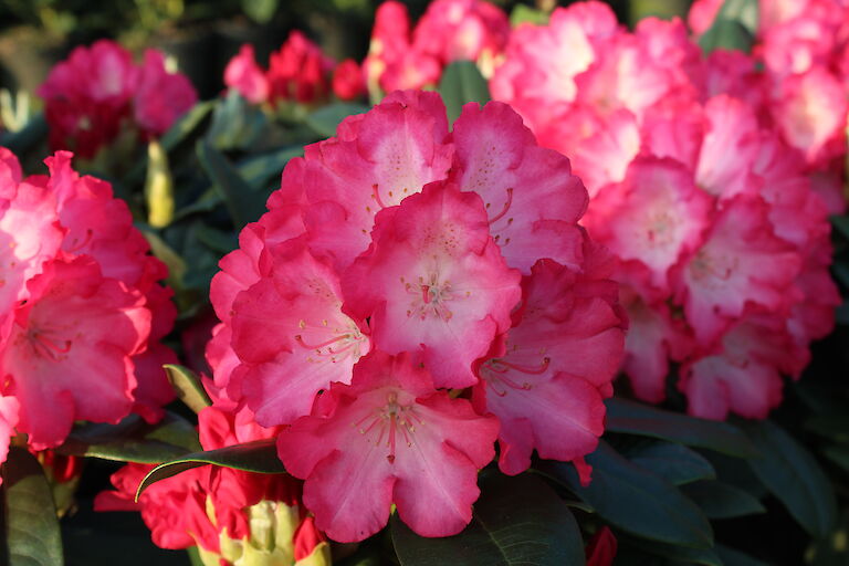 Rhododendron Fantastica