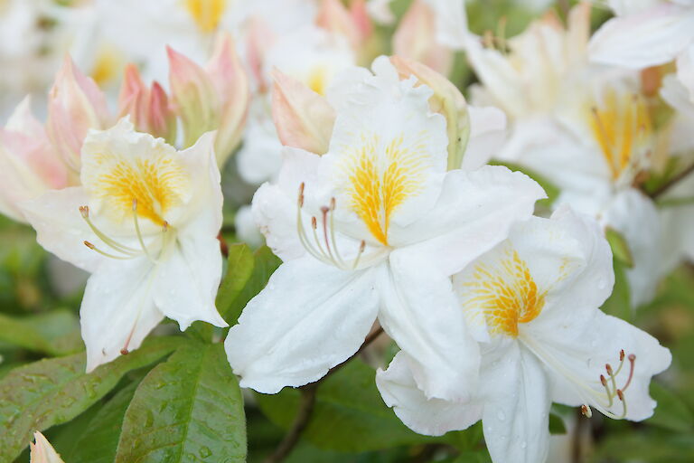 Rhododendron luteum Schneegold