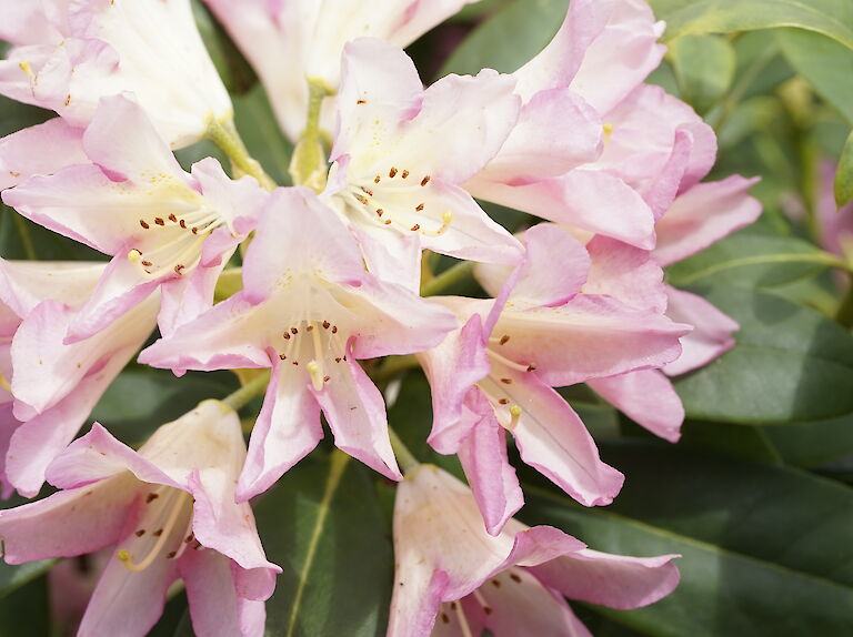 Rhododendron Pivoine