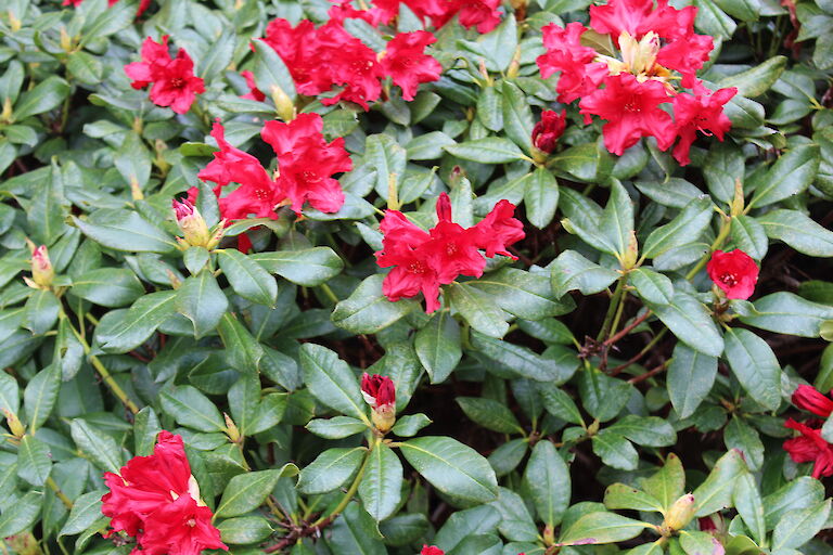 Rhododendron repens