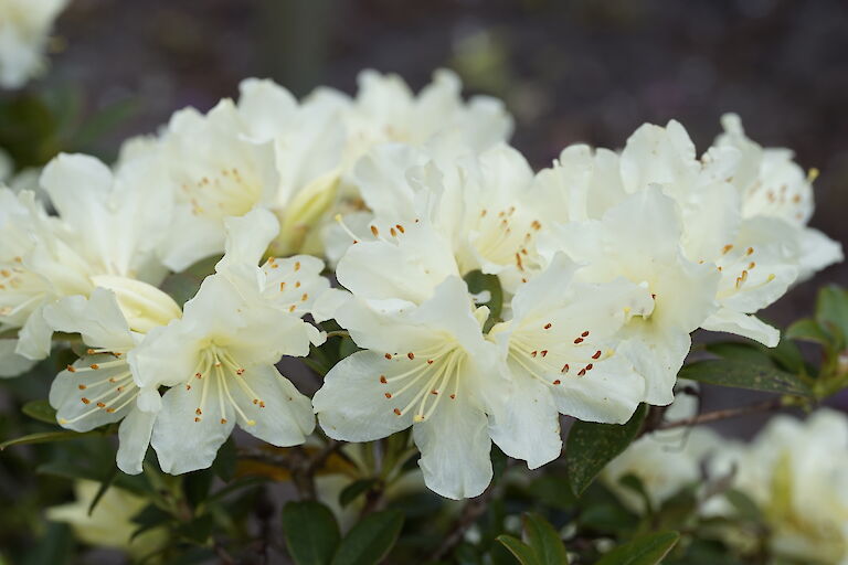 Rhododendron Wee Bee