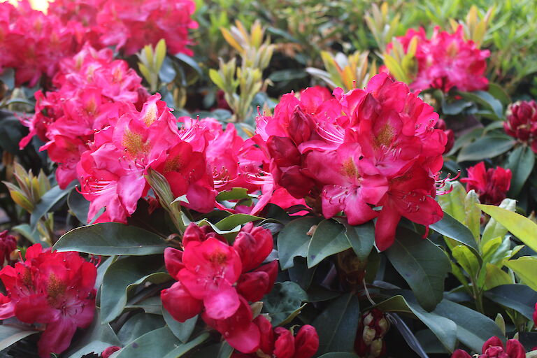 Rhododendron Junifeuer