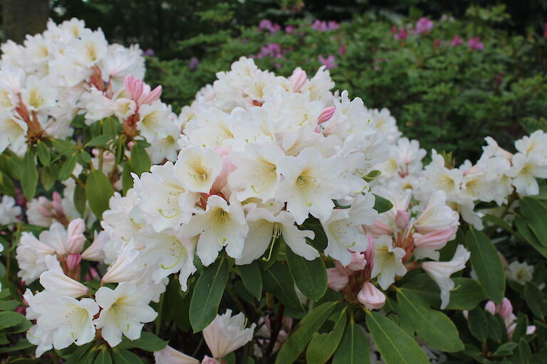 Rhododendron Dufthecke weiß