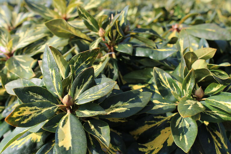 Rhododendron 'Goldflimmer' Blatt