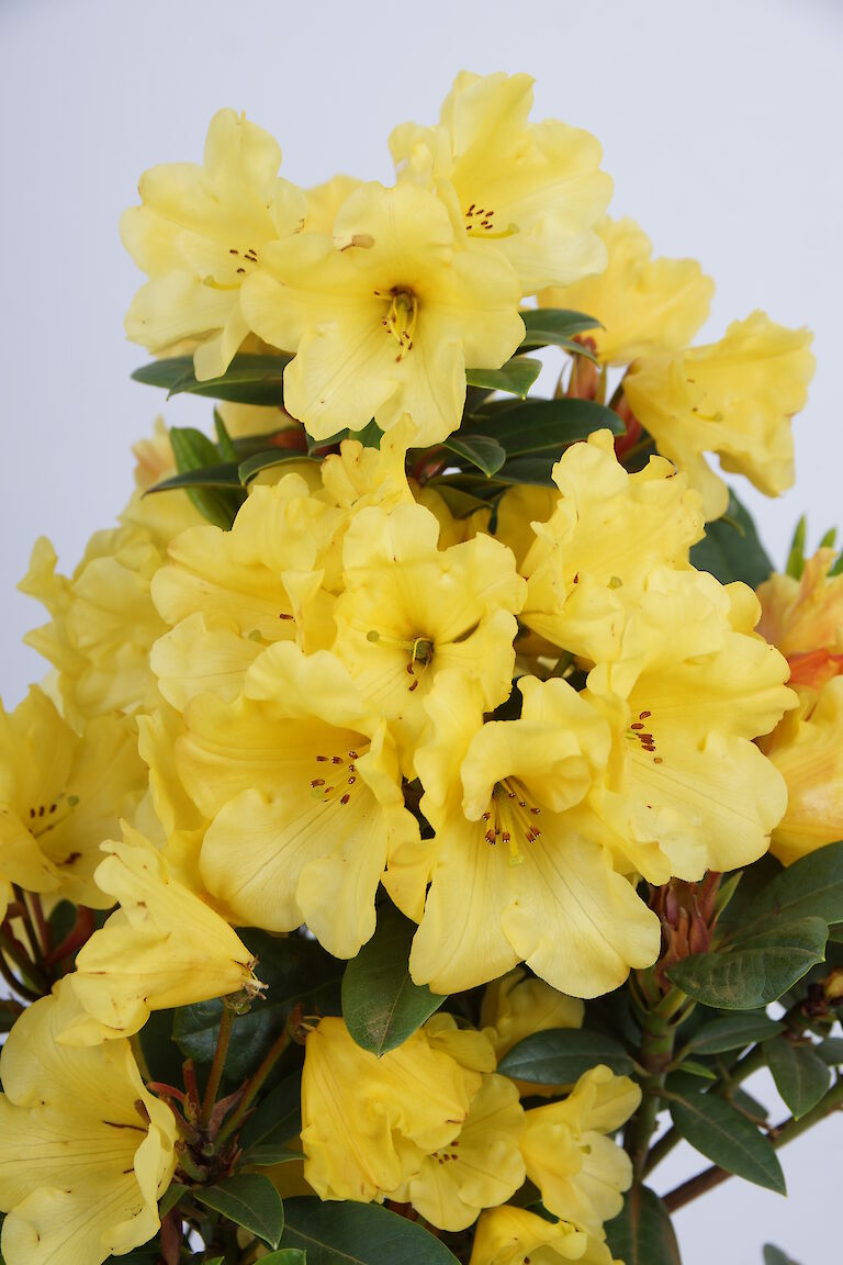 Rhododendron Golden Everest