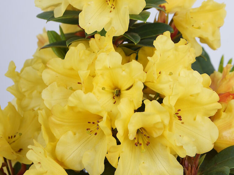 Rhododendron Golden Everest
