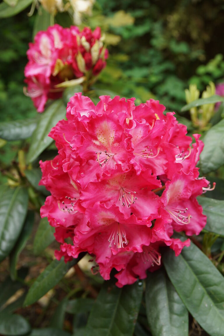 Rhododendron Berlinale