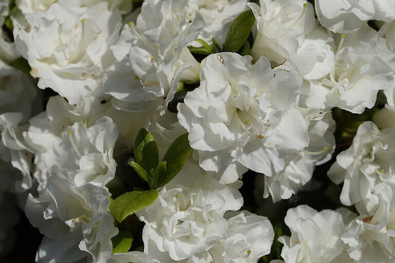 Rhododendron obtusum Schneeperle