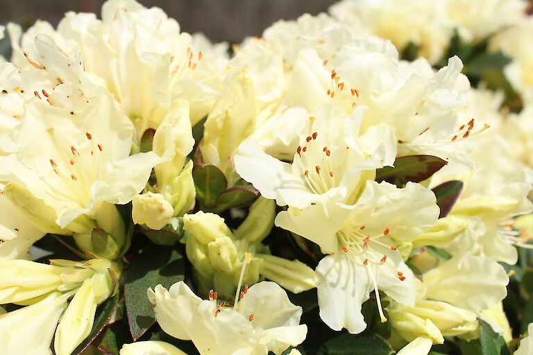 Rhododendron keiskei 'Patty Bee'