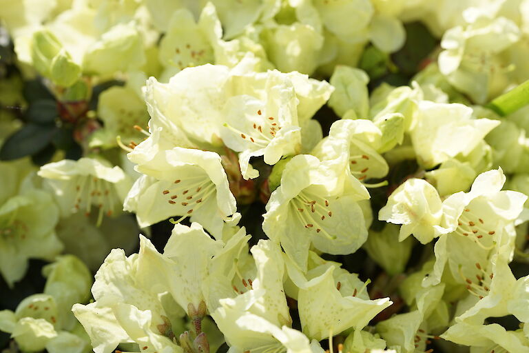 Rhododendron gelb