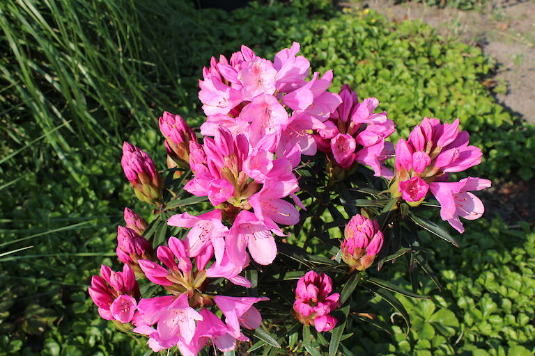 Rhododendron Graziella