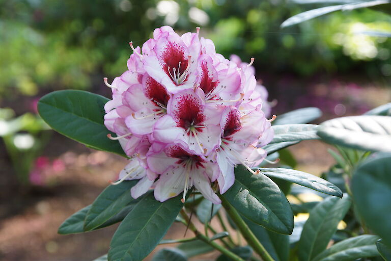 Rhododendron Hybride 'Cassata'