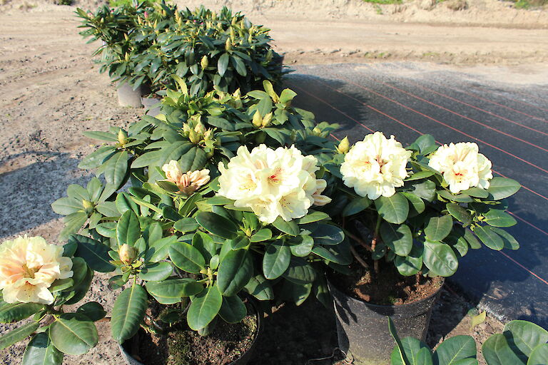 Rhododendron Goldbukett