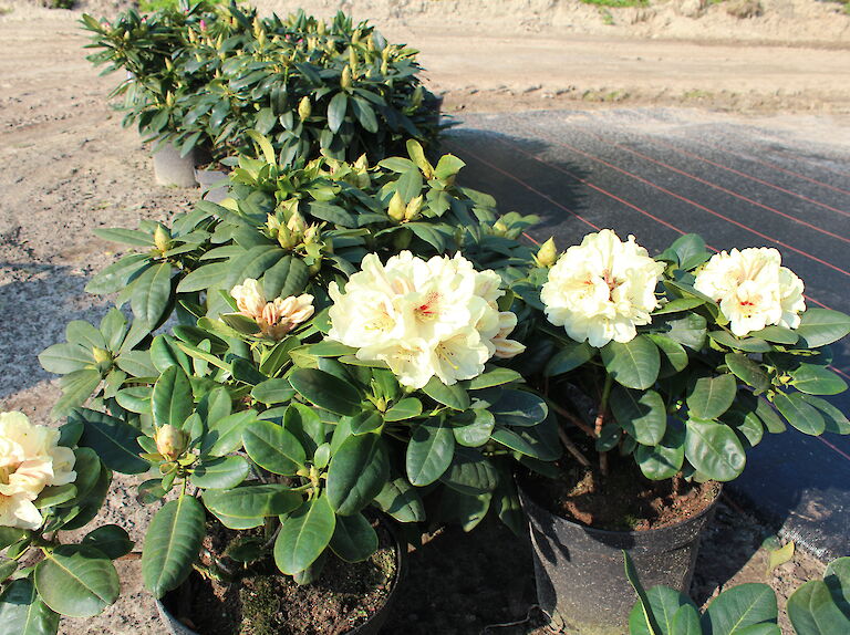 Rhododendron Goldbukett