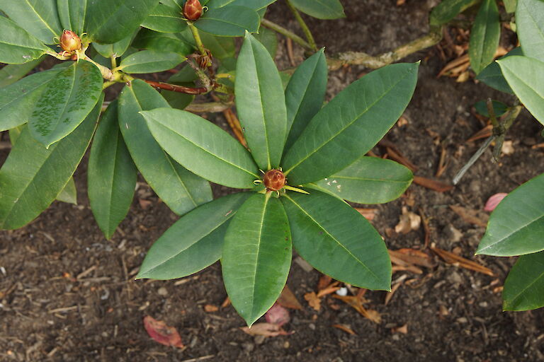 Rhododendron 'Taurus'