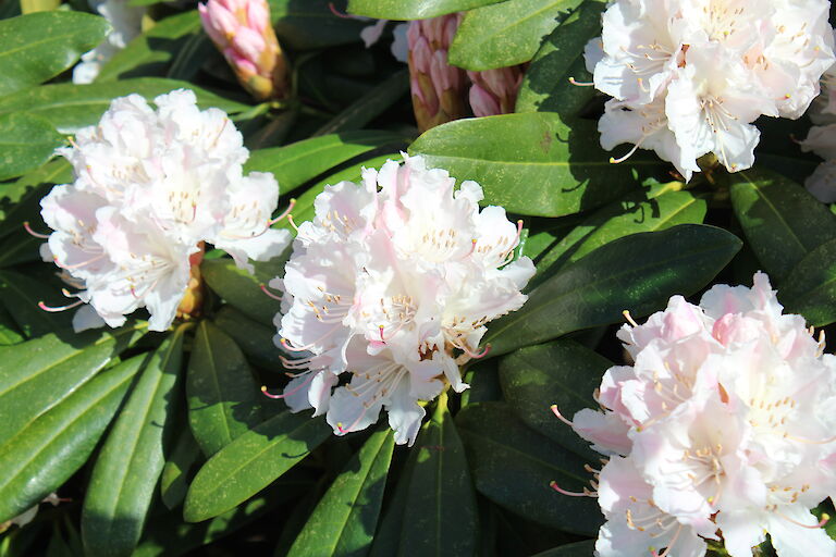 Rhododendron 'Cunninghams White'