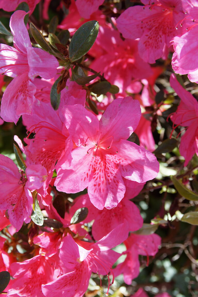 Rhododendron obtusum Fedora