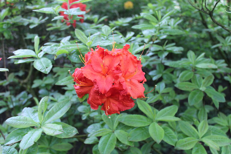 Rhododendron 'Knighthood'