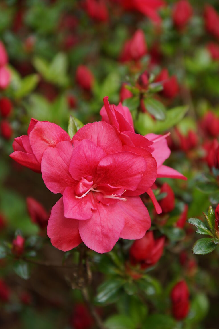 Rhododendron obtusum