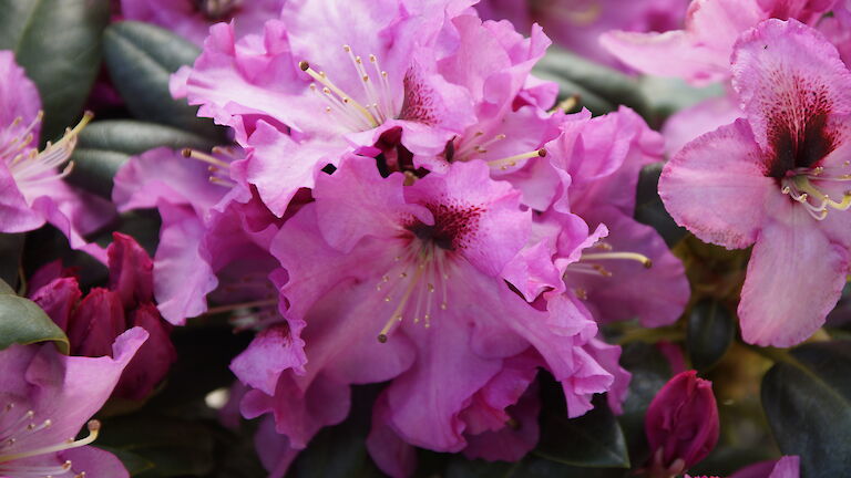 Rhododendron Ornament