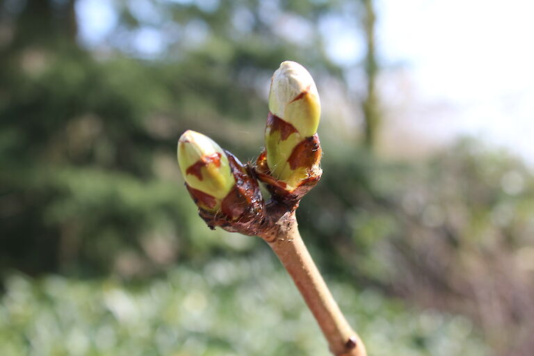 Rhododendron luteum knospig