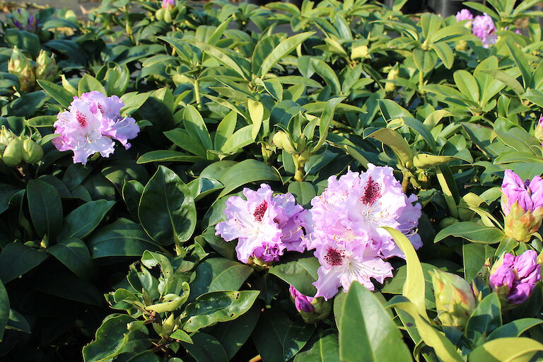 Rhododendron Blue Peter