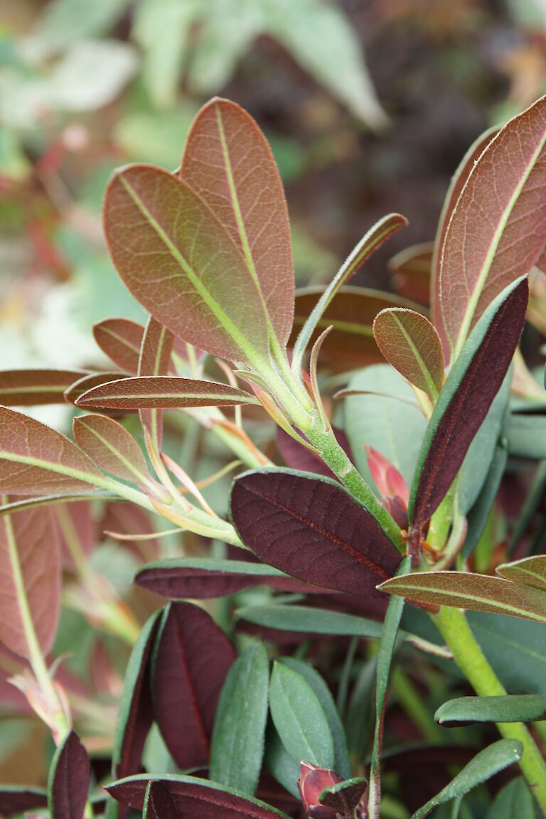 Rhododendron neriiflorum 'Burletta'