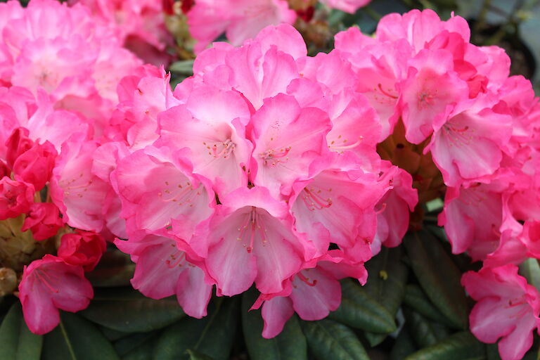 Rhododendron Fantastica