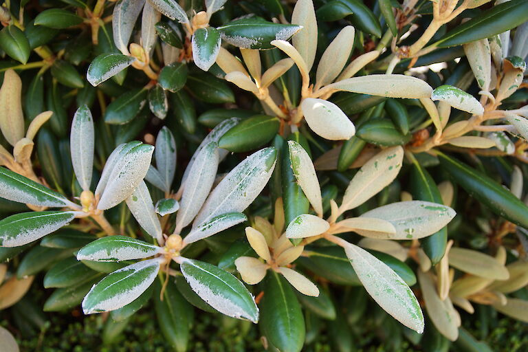 Rhododendron yakushimanum 'F.C.C.'