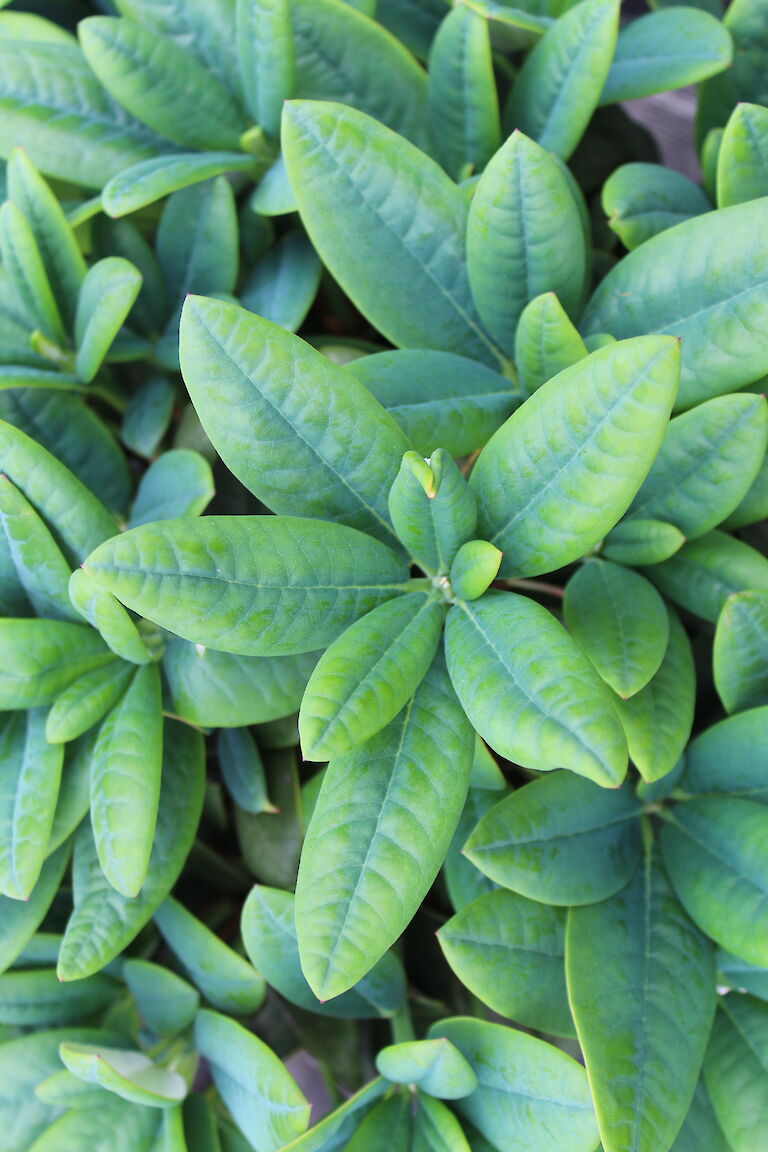 Rhododendron Blatt