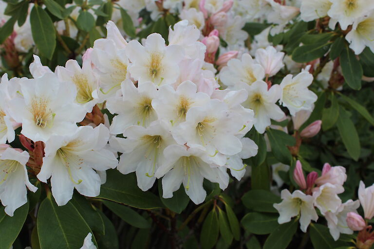 Rhododendron Dufthecke weiß