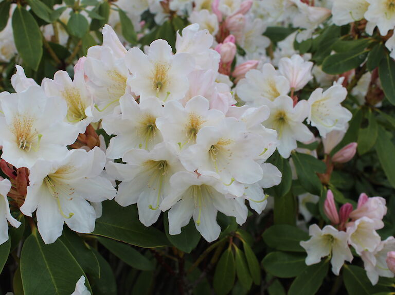 Rhododendron Dufthecke weiß