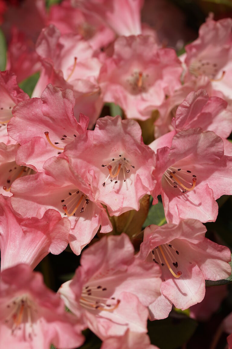 Rhododendron yak. Lampion