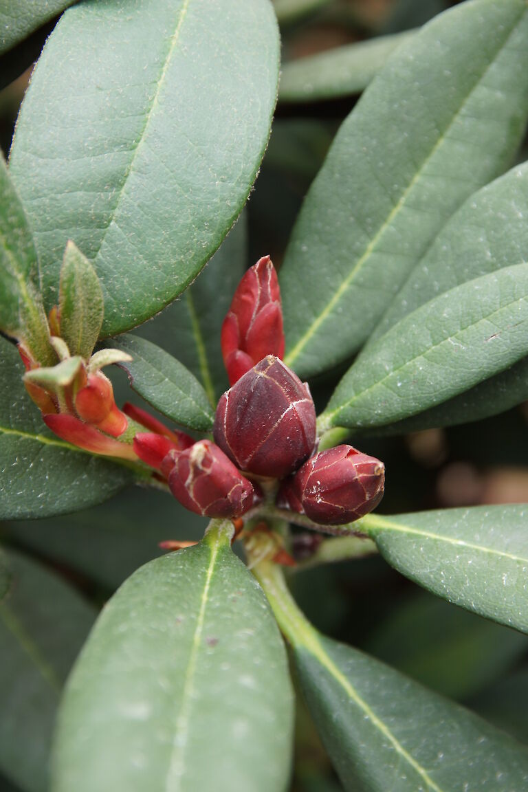 Rhododendron neriiflorum 'Burletta'