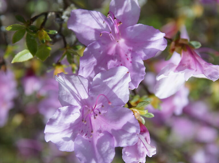 Rhododendron obtusum Lavenda
