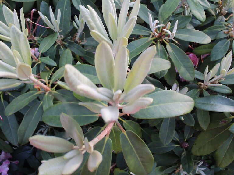 Rhododendron yakushimanum Austrieb