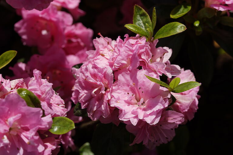 Rhododendron obtusum Rosinetta